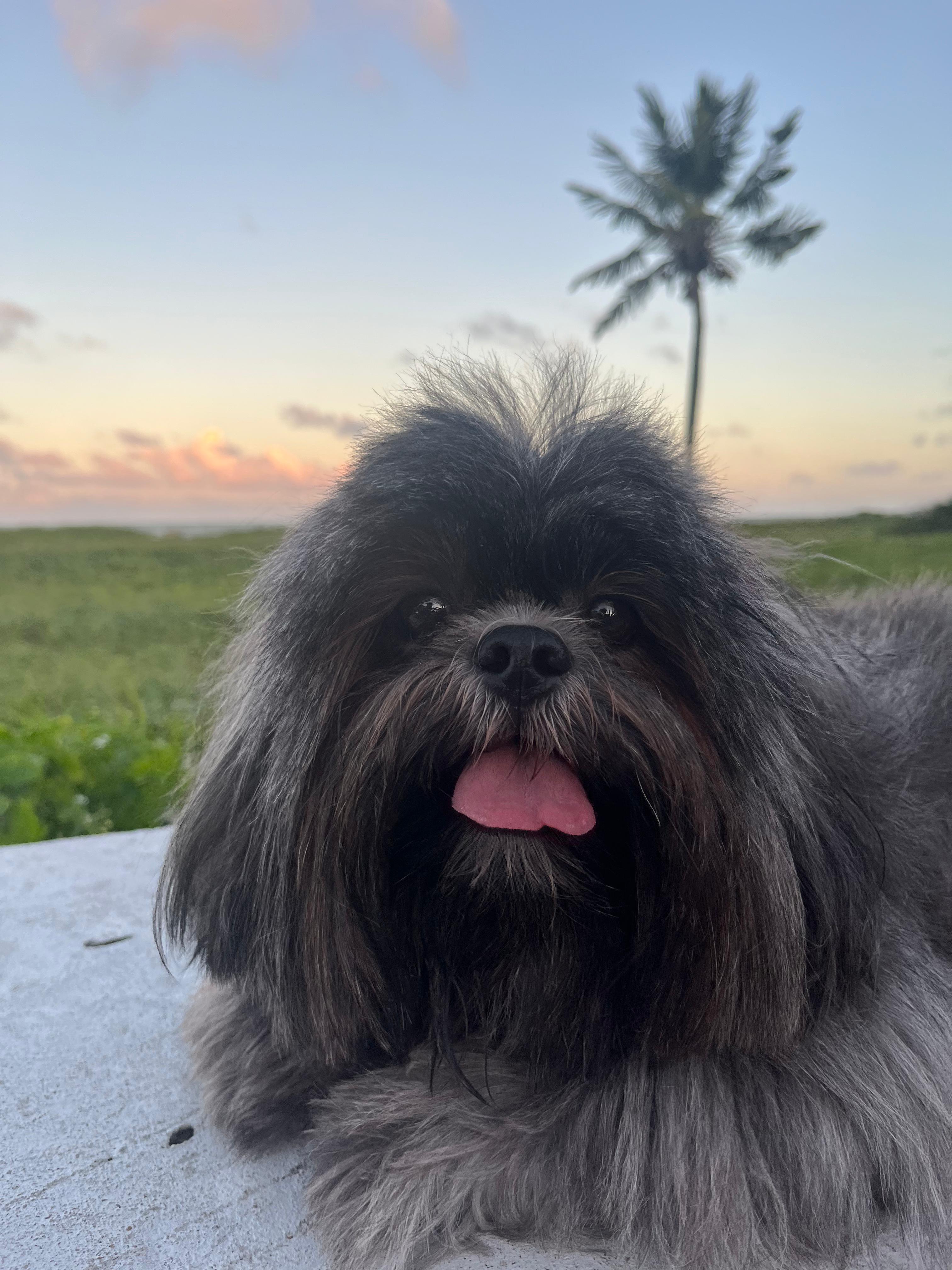 Pet 1