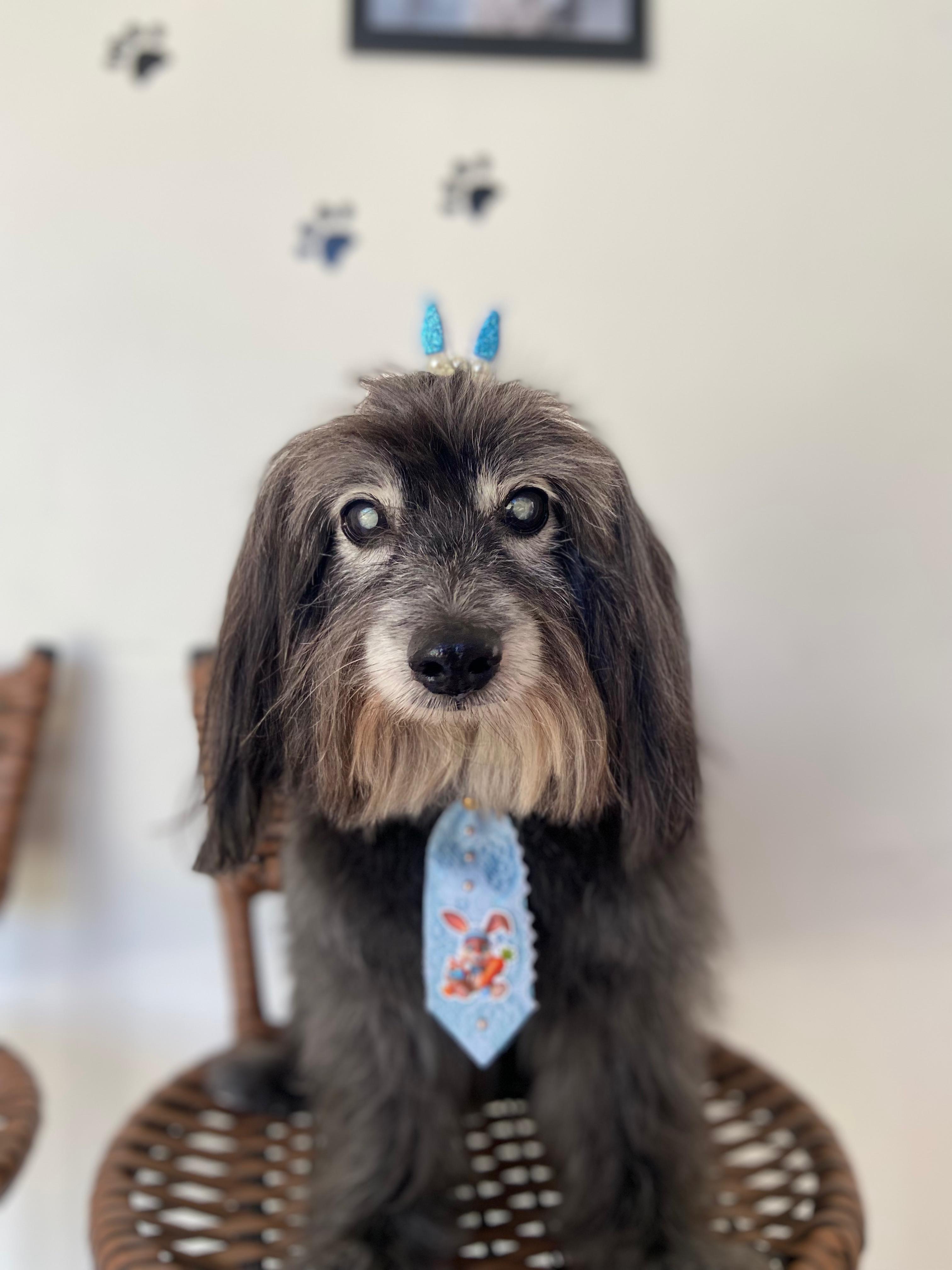 Pet 1