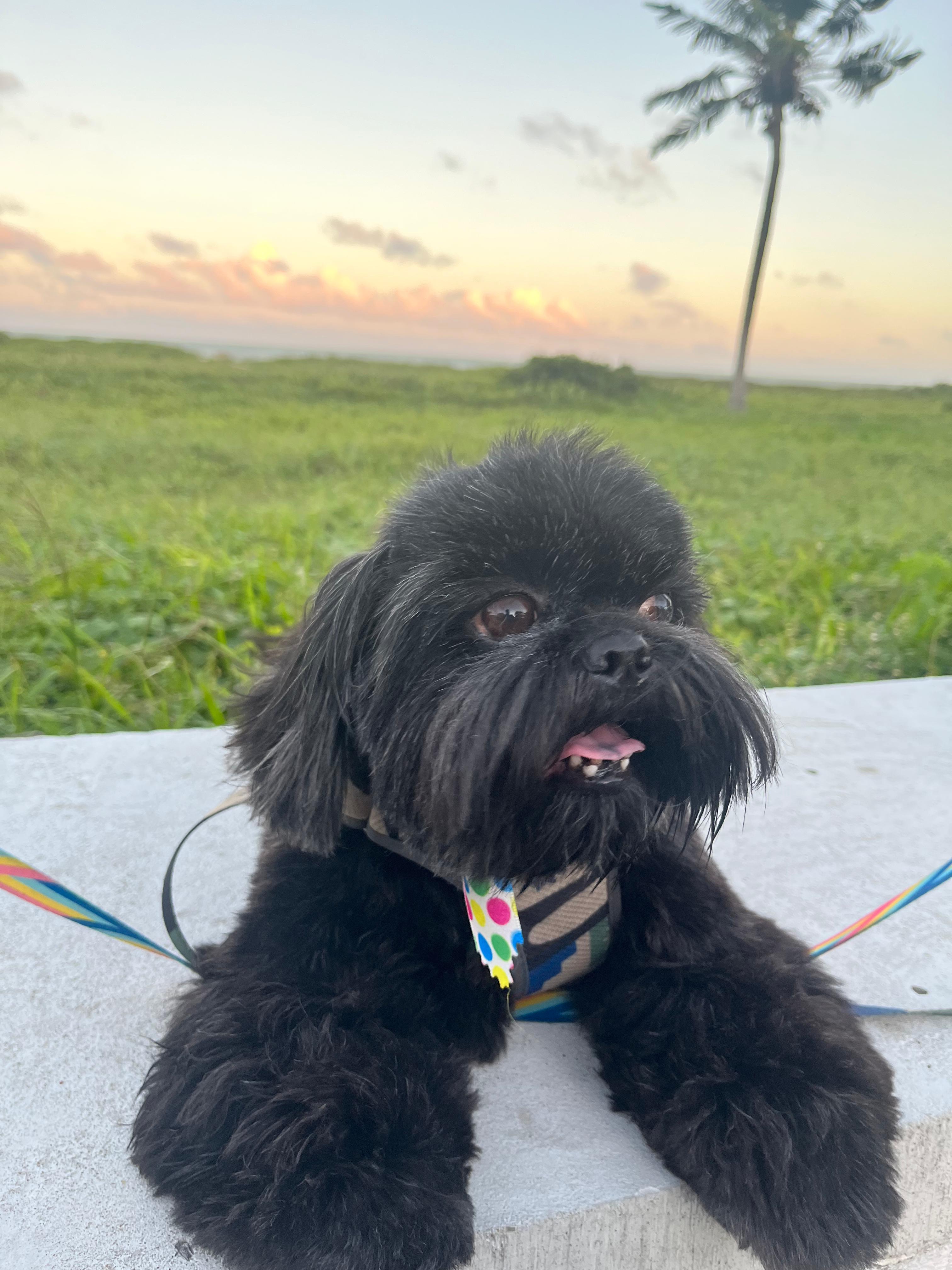 Pet 1